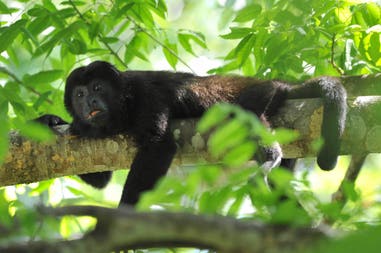 Howler monkey in Costa Rica