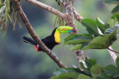 Rainbow toucan in Costa Rica