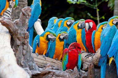 Costa Rica parrots