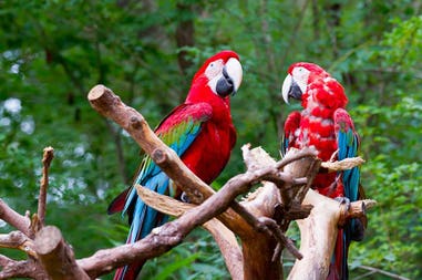 Costa Rica parrots