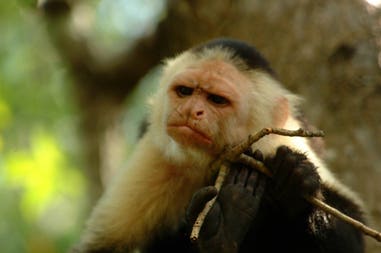 Costa Rica monkey