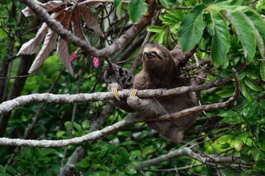 bradipo-costa-rica-puerto-viejo