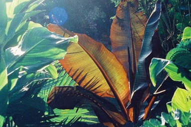 costa-rica-giungla-16x12