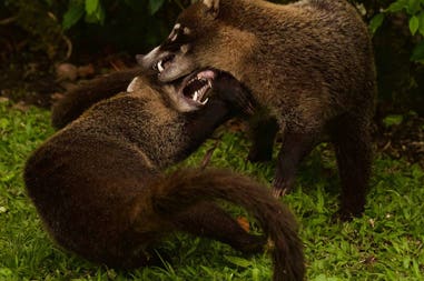 day-tour-from-san-jose-arenal-1968-park-costa-rica-16x12