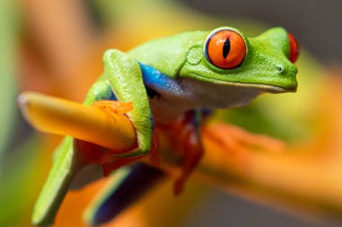 rana-2-monteverde-costa-rica-arenal-16x12