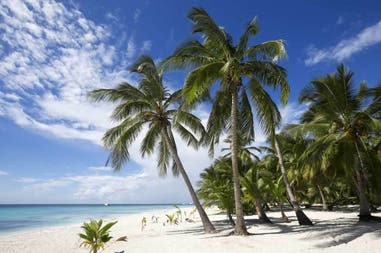 Palms on the beach in Cuba
