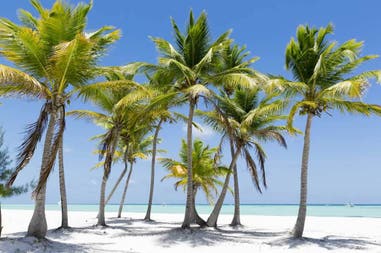 Palms on the beach in Cuba