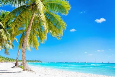 Palm on the beach in Cuba
