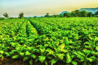 Piantagioni di Tabacco a Cuba