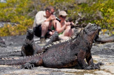 Galapagos iguana