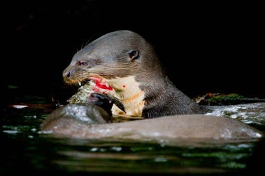 Ecuador otter