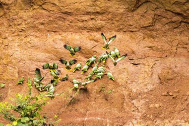 ecuador-yasuni-parrot-clay-lick-2-