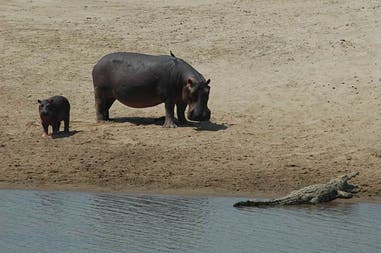 Crocodile and hippos in a lake in Ethiopia