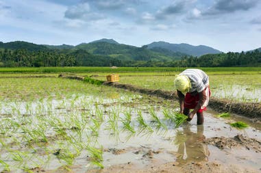 Filippine donna che lavora in una risaia