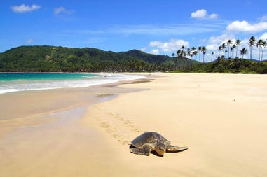 philippines-el-nido-sea-turtle-on-beach