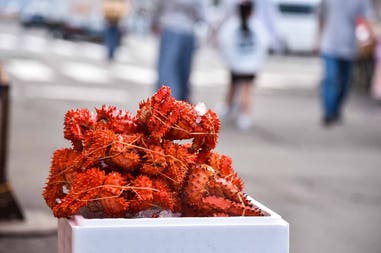 Japan Hakodate crab market