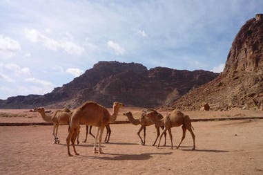 giordania-cammelli