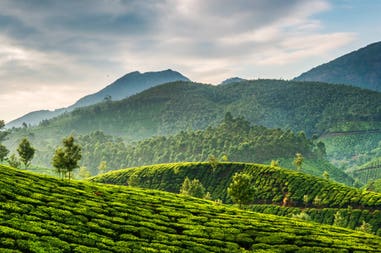 Tea plantations in Munnar, India