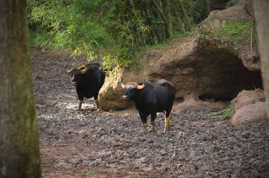 india-gaur-bos-male-in-the-nature