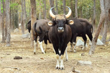 india-gaur-safari