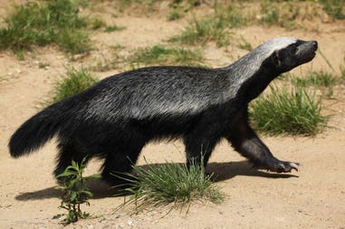 india-honey-badger