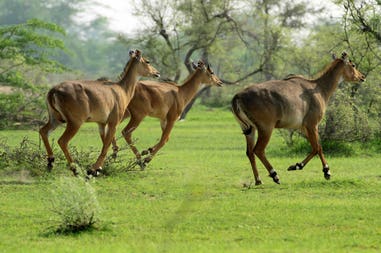 india-rajasthan-a-trio-of-nilgai