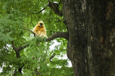 Golden Langur in Guwahati, India