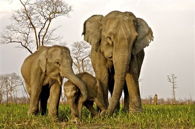Elephants at the Kaziranga National Park in India