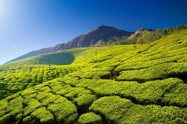 india-munnar-plantations