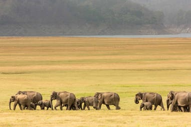 india-elephant-nature