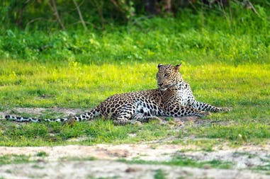 india-leopard