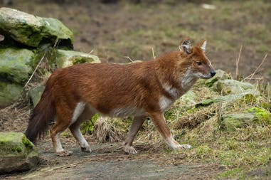 india-indian-wild-dog