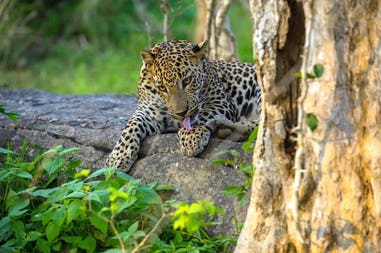 india-leopard-in-the-wild