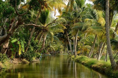 india-kerala-backwaters-vegetation