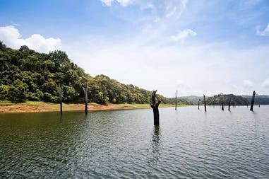 india-thekkady-dead-trees-in-a-lake