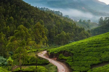 tea-field-in-munnar-kerala-india