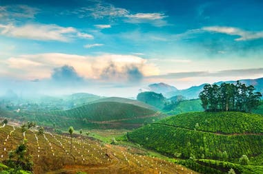 tea-plantations-in-india-kerala-munnar-india