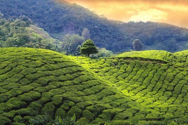 india-darjeeling-tea-plantations-sunset