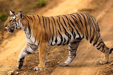 tiger-4