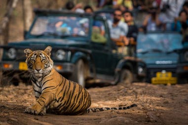 Tigre asiatica nel parco di Ranthambore