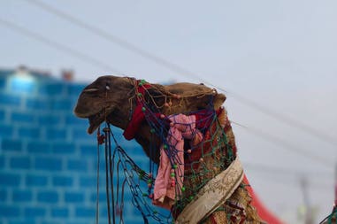 pushkar-2