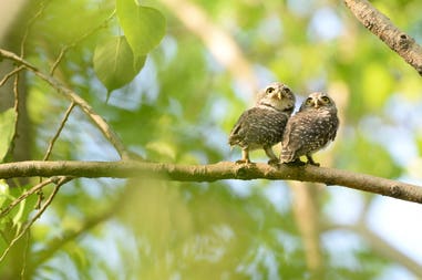 India spotted owl