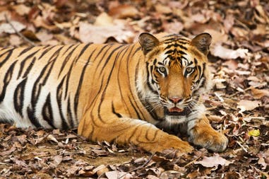 The tiger of Bengala at the Chitwan National Park in Nepal