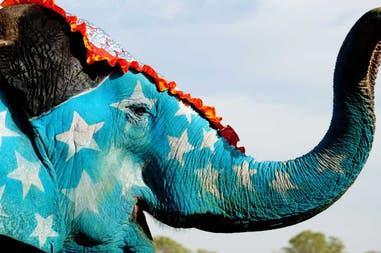 Elefante colorato per la festa di Jaipur in India