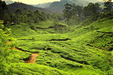 Tea Plantations of Munnar in India