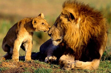 safari-in-the-gir-national-park