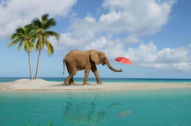 elephant-beach