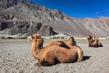 Cammelli nel Kashmir in India