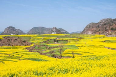Campo e piantagione a Jammu e Kashmir in India
