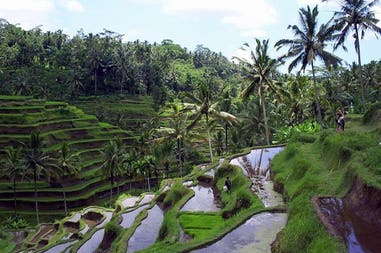 ubud-risaie